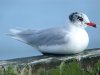 Mediterranean Gull at Southend Pier (Steve Arlow) (107488 bytes)